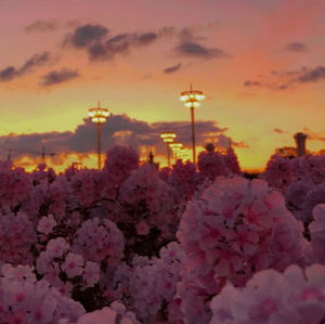 Meet your Posher, Sanelllora